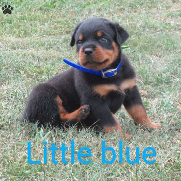 Little blue, Rottweiler Puppy